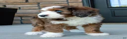 Bernedoodle dogs for sale: Max  - Ad 6