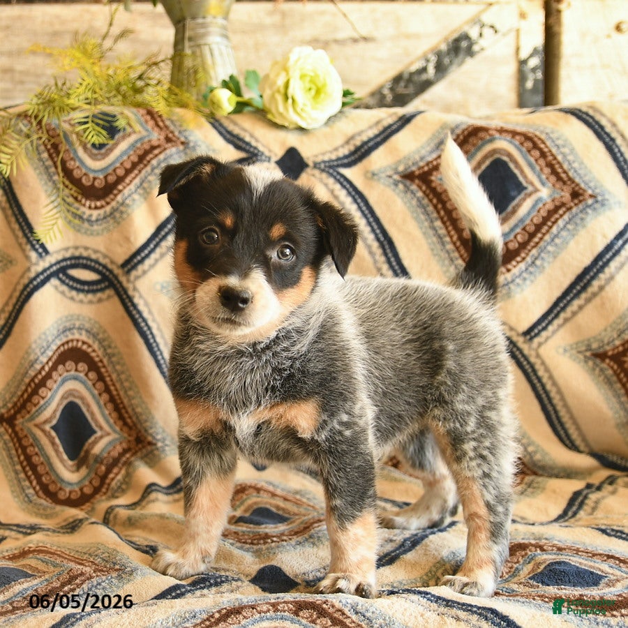 Australian Cattle Dog dogs Legend  - Ad 1