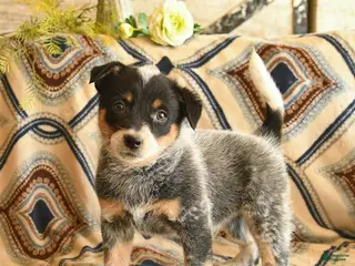 Australian Cattle Dog dogs for sale: Legend - Ad 4