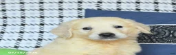 Golden Retriever dogs for sale: Theo - Ad 5