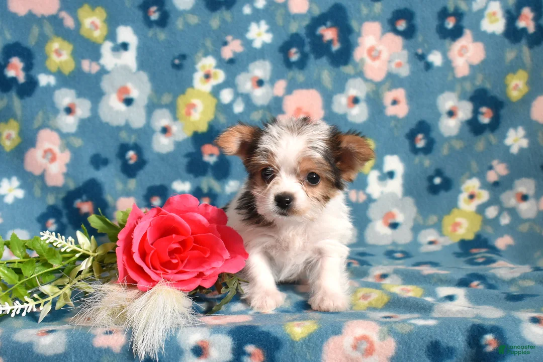 Yorkshire Terrier dogs for sale: Gracie  - Ad 7