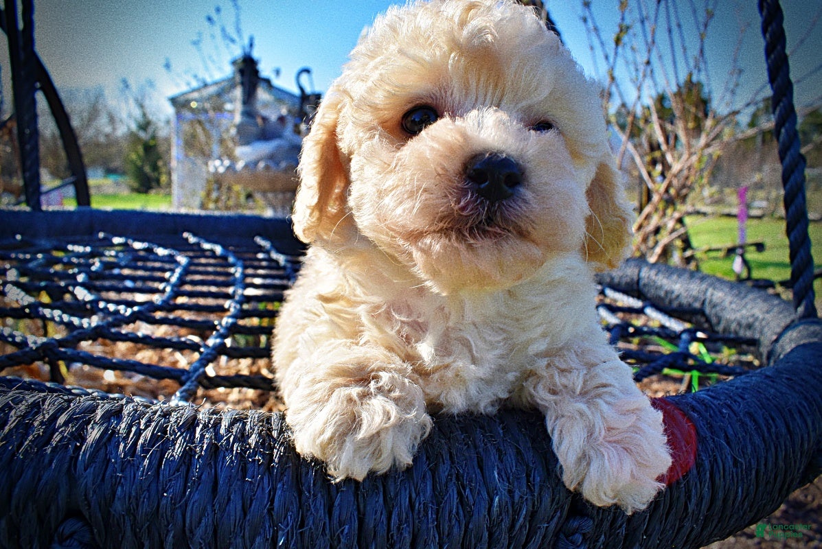 Havapoo dogs Nacho - Ad 9