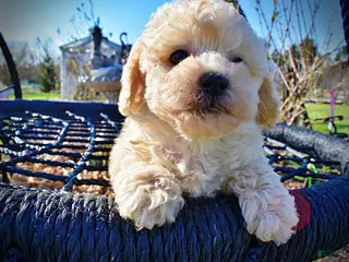 Havapoo dogs Nacho - Ad 6