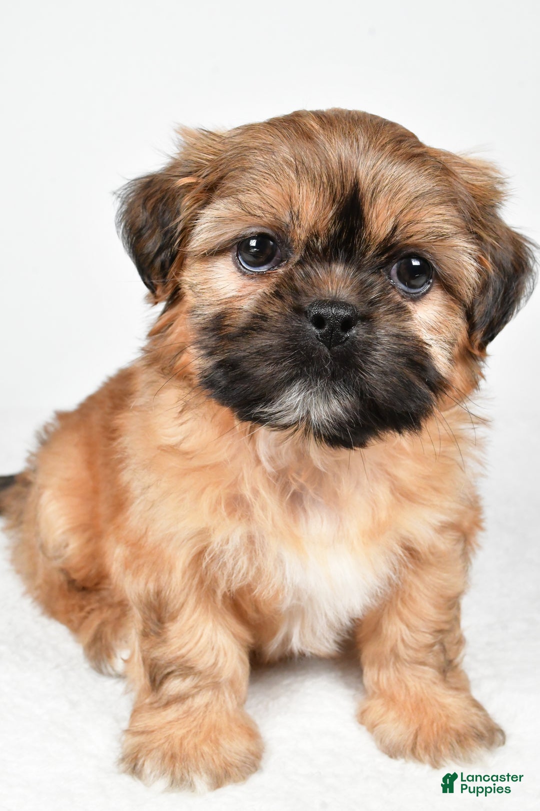 Shih Tzu dogs for sale: Winchester - Ad 3