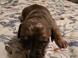 Mixed Breed dogs Mixed Breed Puppy 3 - Ad 24