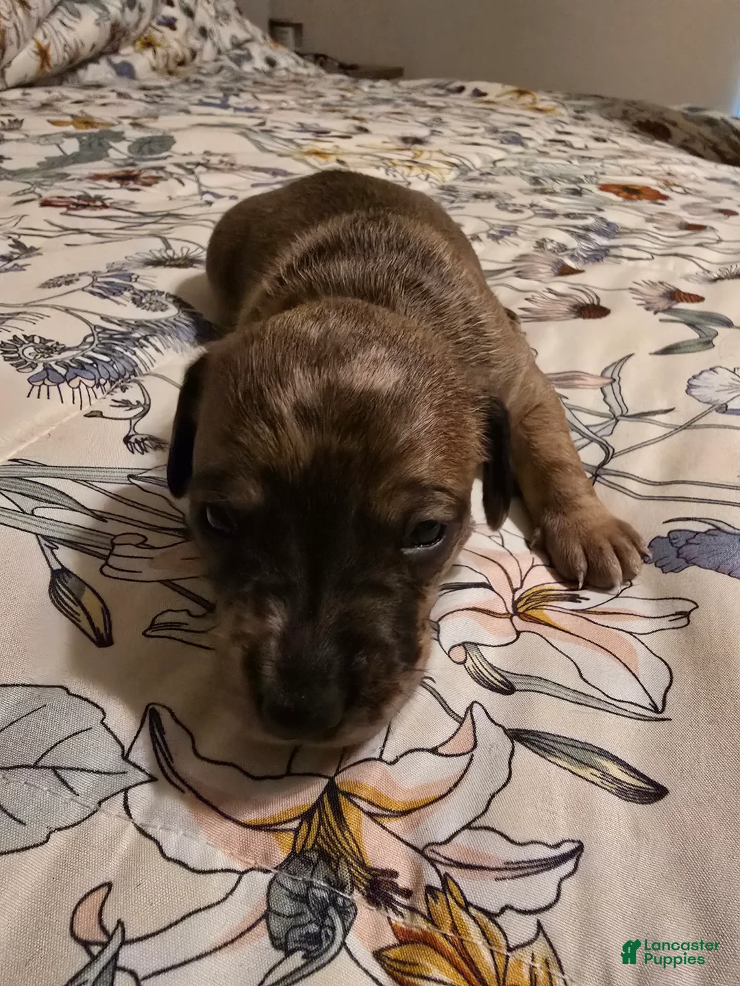 Mixed Breed dogs for sale: Mixed Breed Puppy 3 - Ad 1