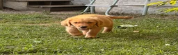Golden Retriever dogs for sale: Oliver - Ad 2