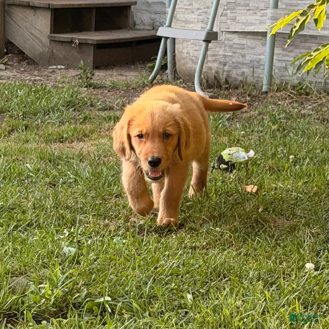 Golden Retriever dogs for sale: Oliver - Ad 2