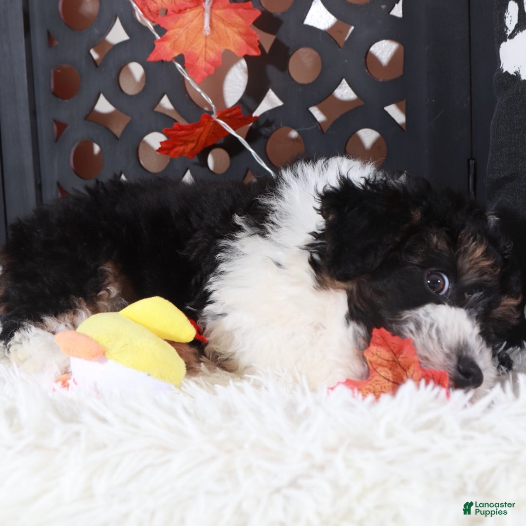 Mini Aussiedoodle dogs for sale: Deputy - Ad 4