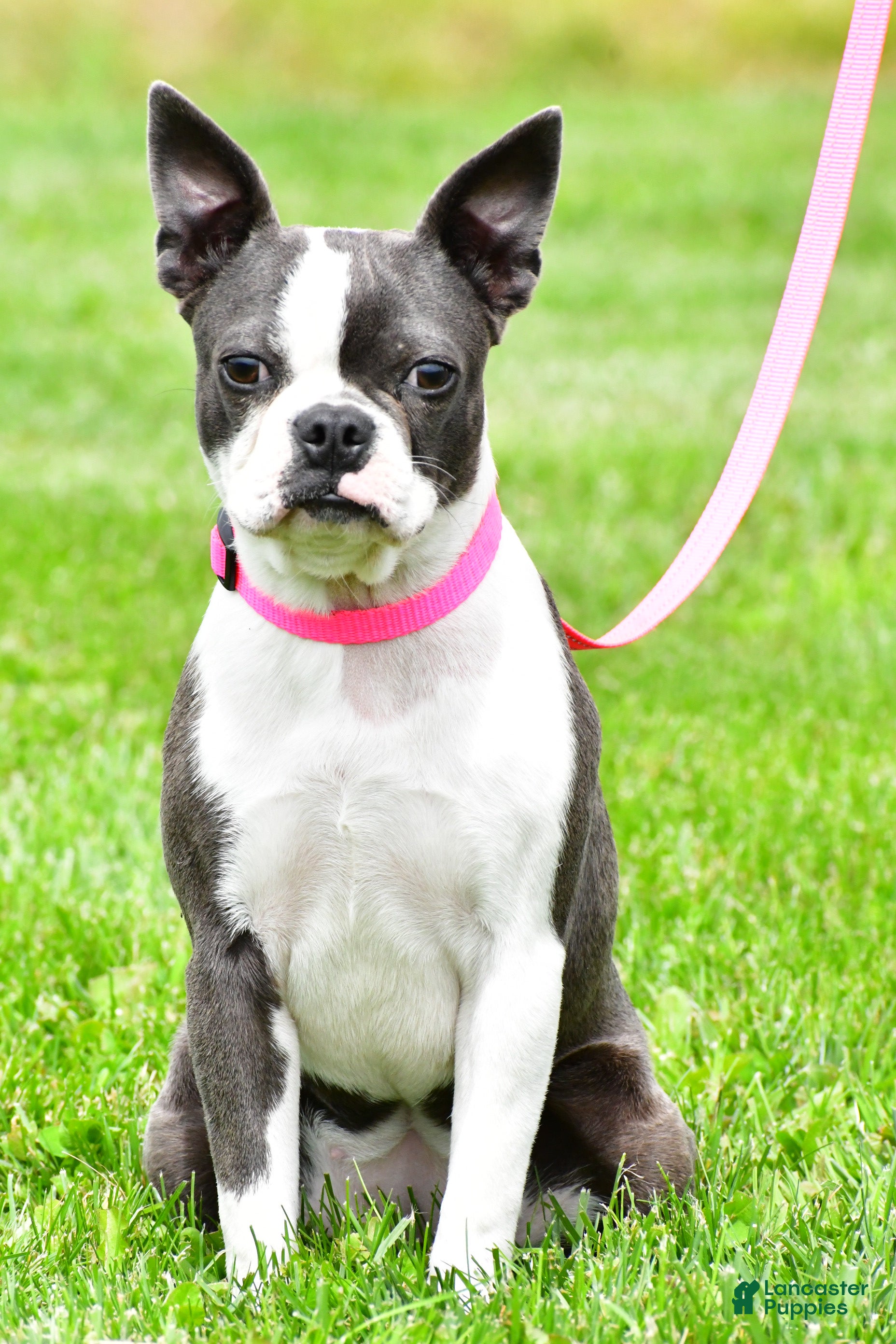 Boston Terrier dogs Sophie - Ad 2