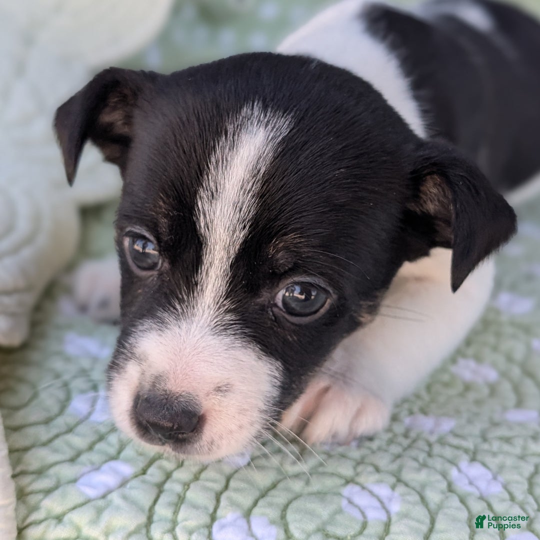 Rat Terrier dogs for sale: Pepper - Ad 7