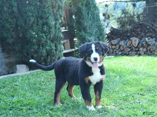Bernese Mountain Dog dogs - Ad 15