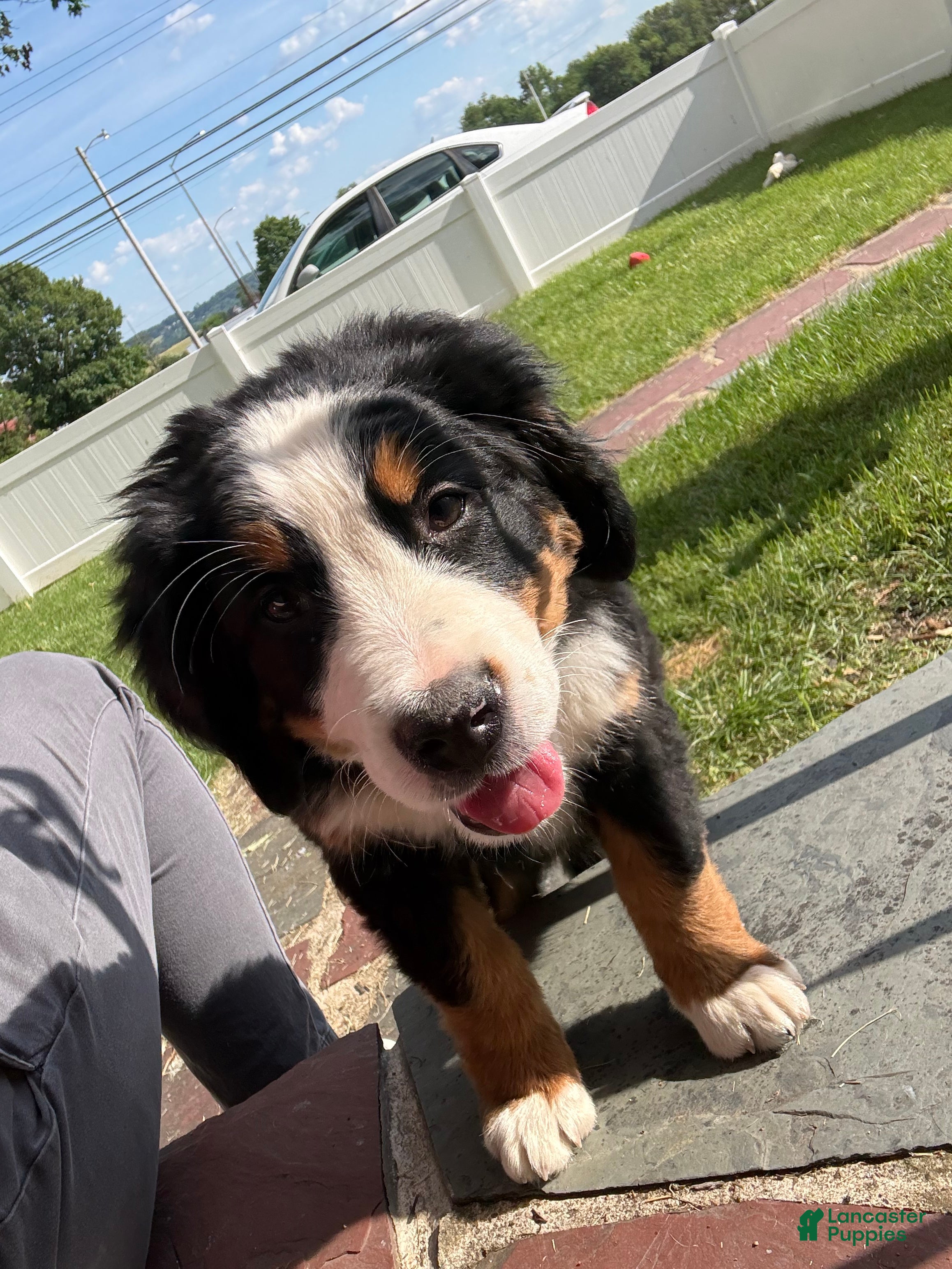 Bernese Mountain Dog dogs for sale: Baileys - Ad 4