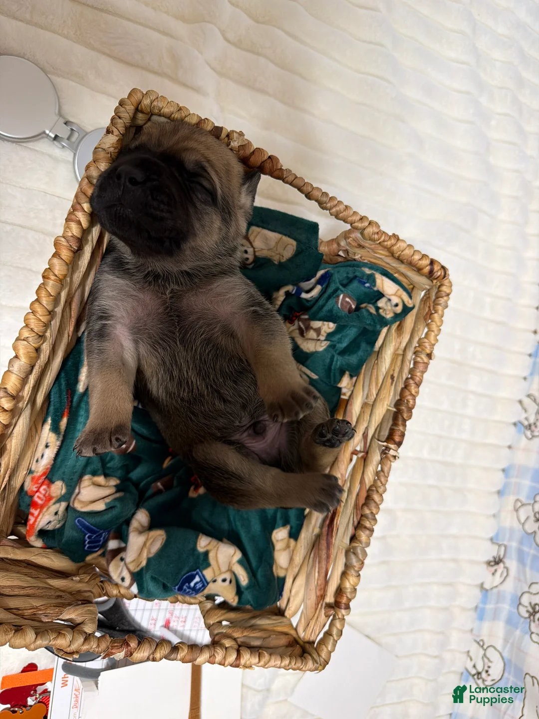 Cane Corso dogs for sale: benny- no collar  - Ad 2