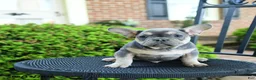 French Bulldog dogs for sale: Smokey - Ad 4