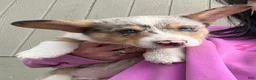 Welsh Corgi Pembroke dogs for sale: Welsh Corgi Pembroke 1 - Ad 10