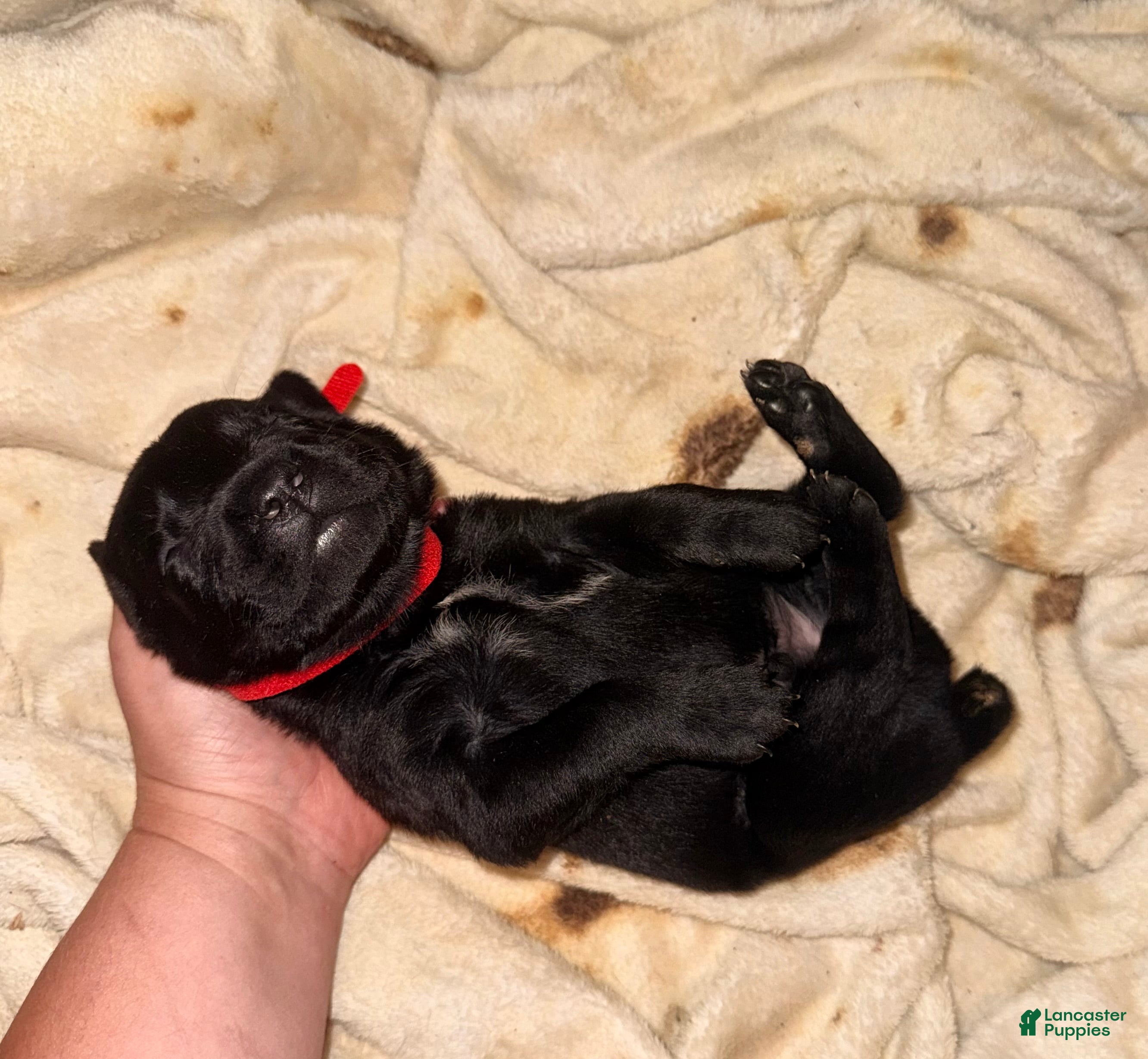 Cane Corso dogs Cain AKC red collar - Ad 9