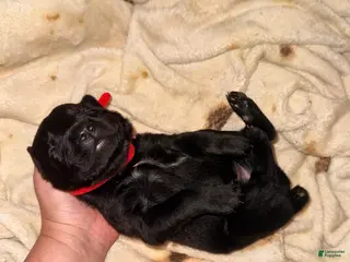 Cane Corso dogs Cain AKC red collar - Ad 3