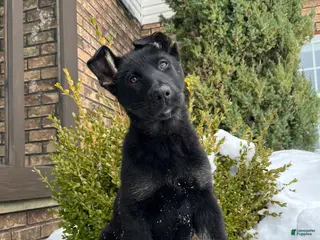 German Shepherd dogs Kona - Ad 12