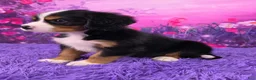 Miniature Bernese Mountain Dog dogs for sale: Sawyer - Ad 3