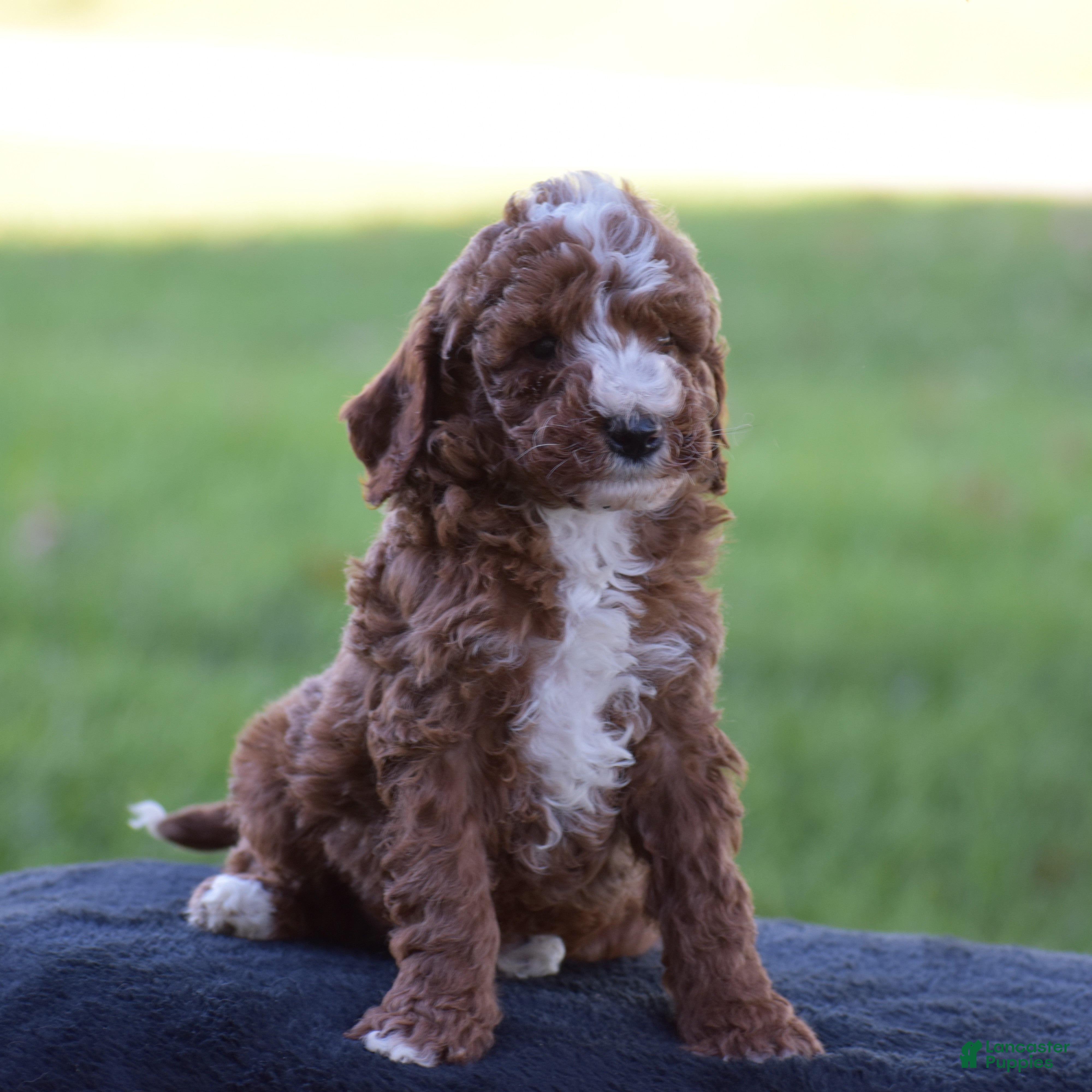 Miniature Poodle dogs for sale: Elliot - Ad 2