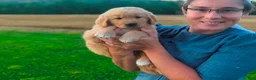 Golden Retriever dogs for sale: Kisha - Ad 3