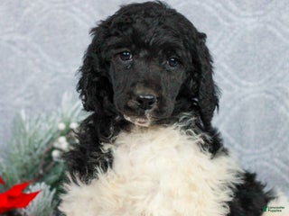 Standard Poodle dogs Pippa - Ad 42
