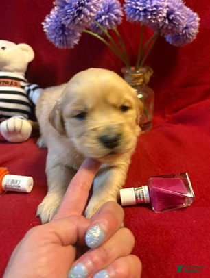 Golden Retriever dogs Ramie - Ad 2