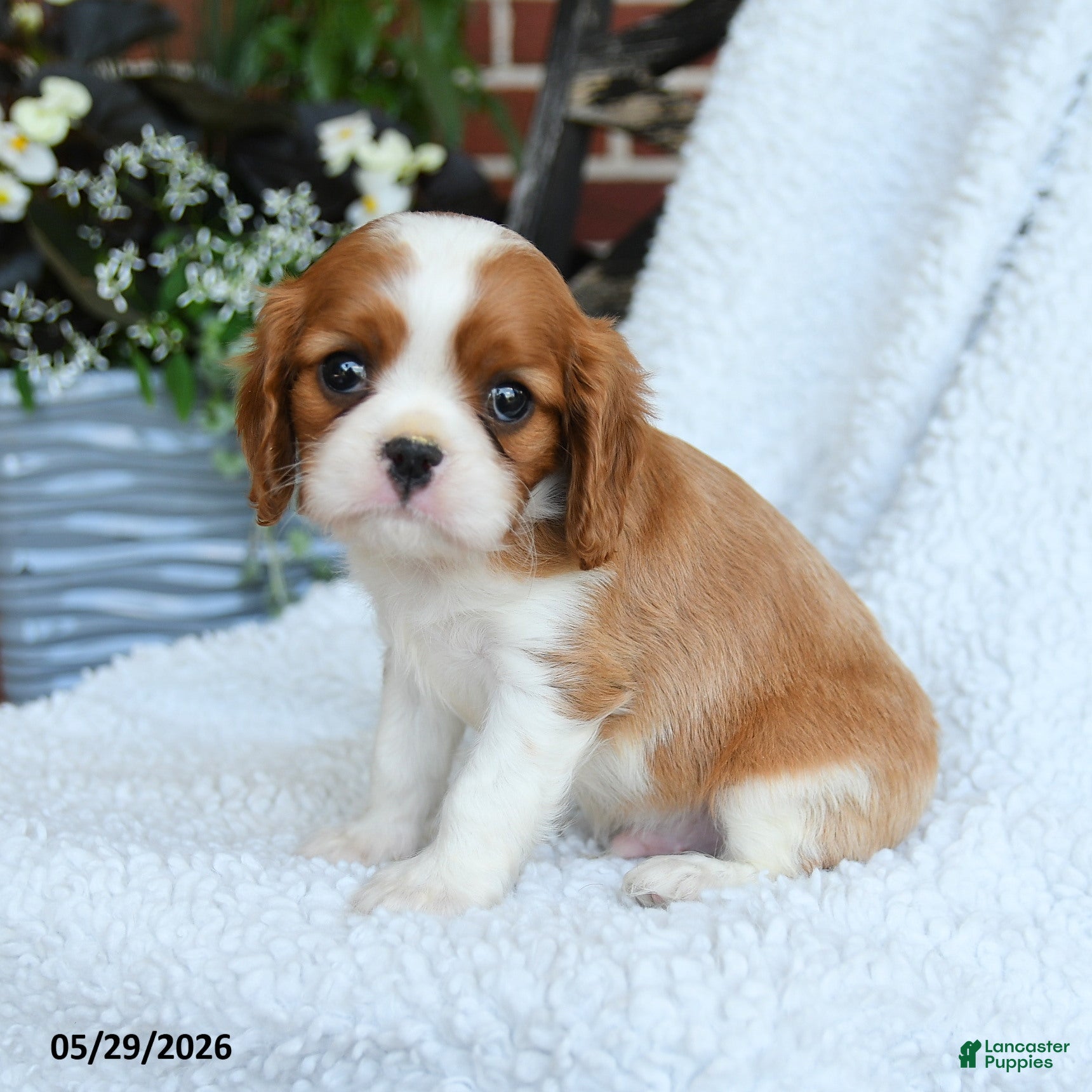 Cavalier King Charles Spaniel dogs for sale: Derlyn - Ad 1