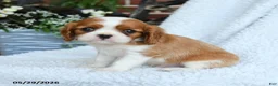Cavalier King Charles Spaniel dogs for sale: Derlyn - Ad 1