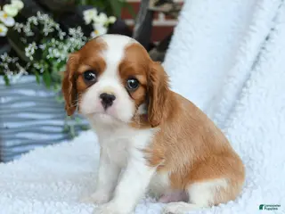 Cavalier King Charles Spaniel dogs for sale: Derlyn - Ad 1