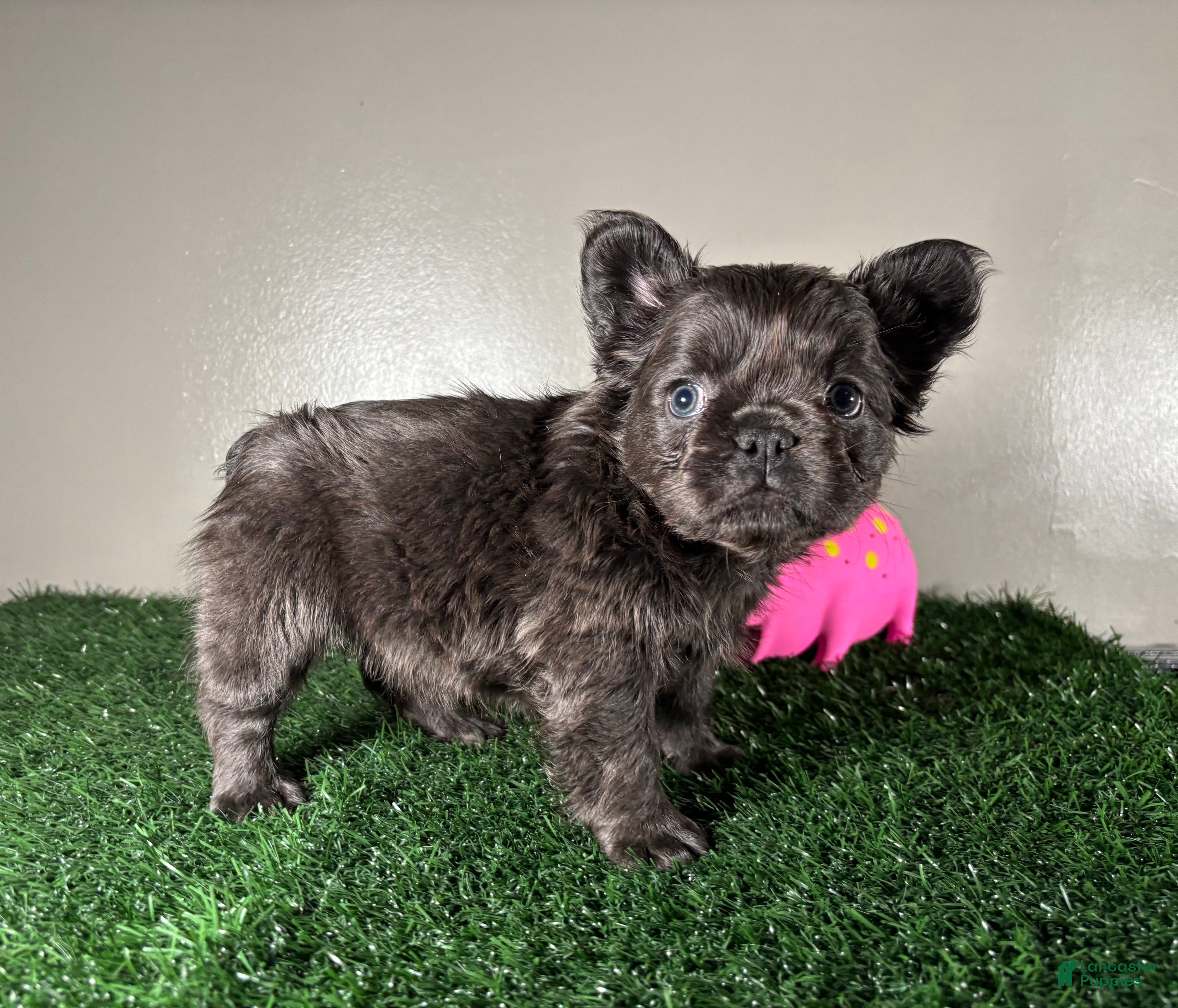 French Bulldog dogs Zoe - Ad 1