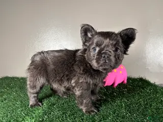 French Bulldog dogs for sale: Zoe - Ad 3