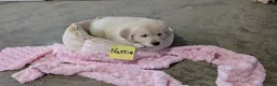 Golden Retriever dogs for sale: Nattie - Ad 2