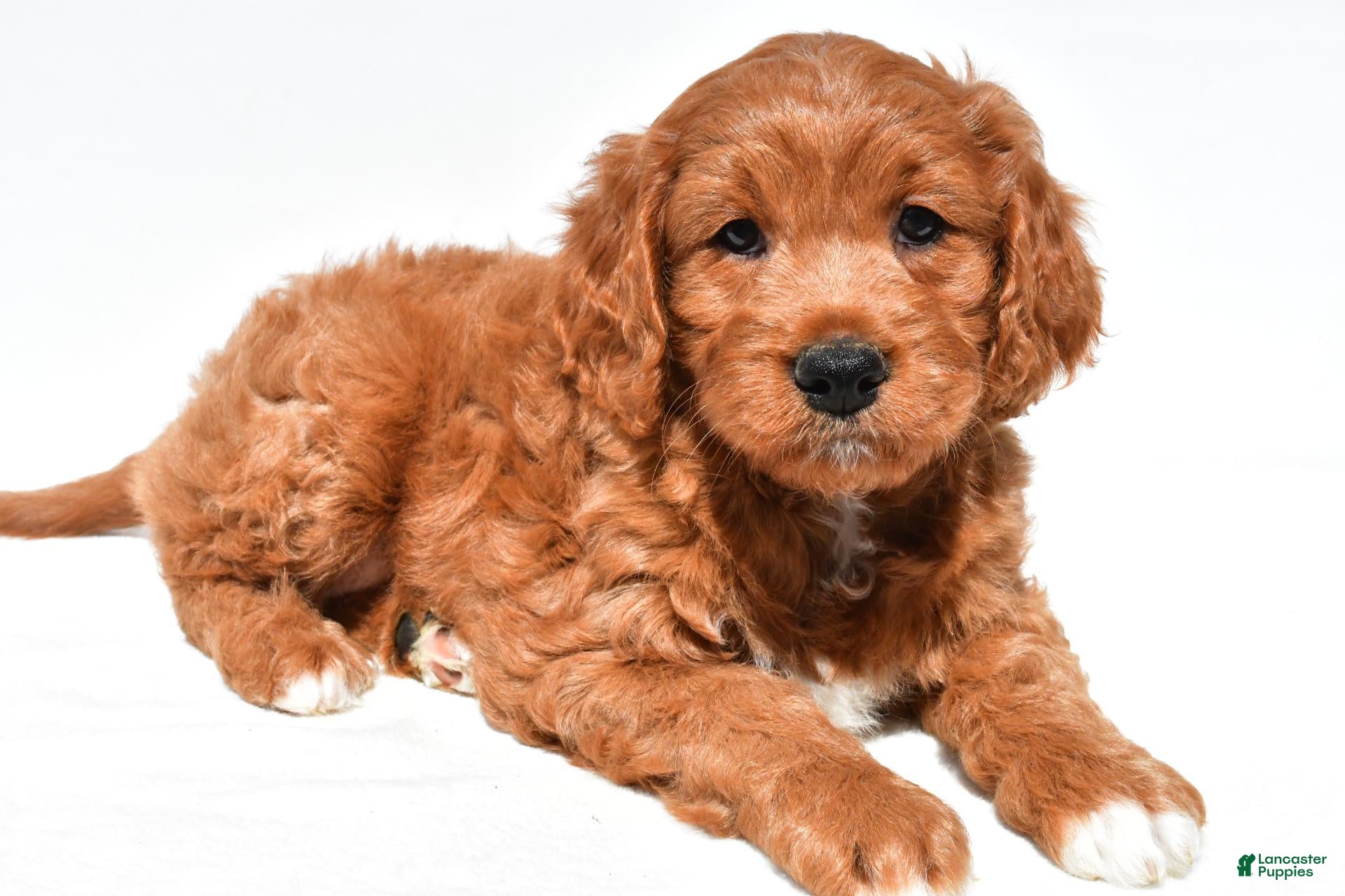 Mini Goldendoodle dogs Holly - Ad 2