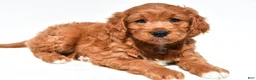 Mini Goldendoodle dogs for sale: Holly - Ad 2
