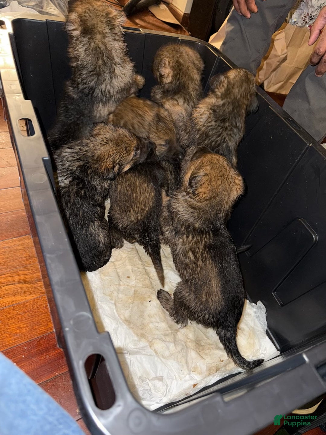 German Shepherd dogs for sale: German Shepherd Puppy 6 - Ad 1