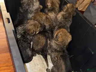 German Shepherd dogs German Shepherd Puppy 6 - Ad 38