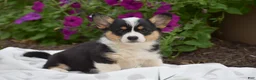 Welsh Corgi Pembroke dogs for sale: Rosie - Ad 6