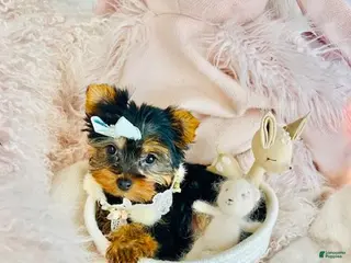 Yorkshire Terrier dogs Yorkshire Terrier Puppy 1 - Ad 8