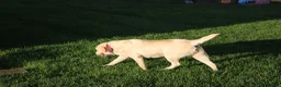 Labrador Retriever dogs for sale: Labrador Retriever 1 - Ad 2