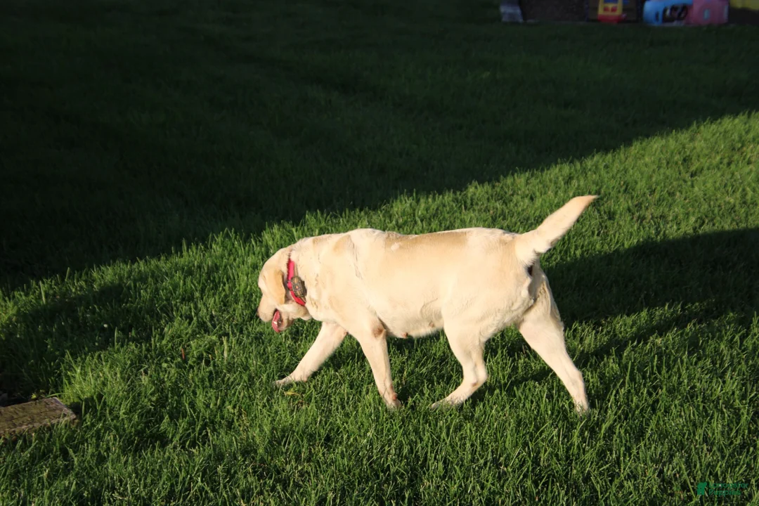 Labrador Retriever dogs for sale: Labrador Retriever 1 - Ad 2