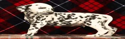 Dalmatian dogs for sale: Rambo - Ad 7