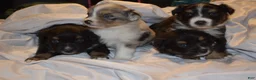 Miniature Australian Shepherd dogs for sale: Male #2 - Cassian - Ad 13