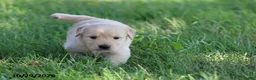 Golden Retriever dogs for sale: Boots - Ad 2