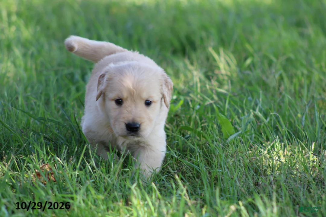 Golden Retriever dogs for sale: Boots - Ad 2