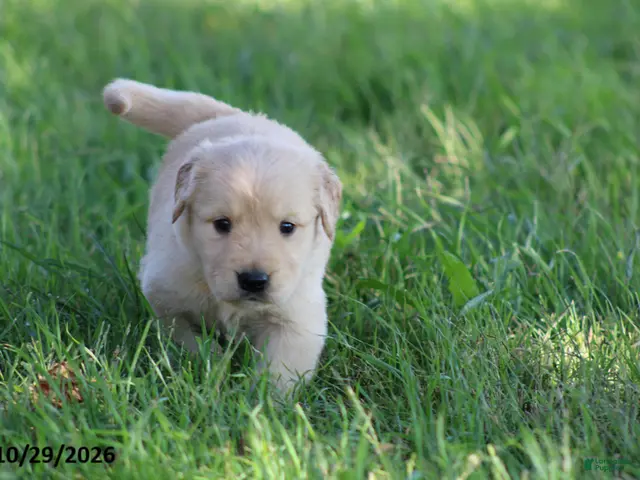 Golden Retriever dogs for sale: Boots - Ad 2