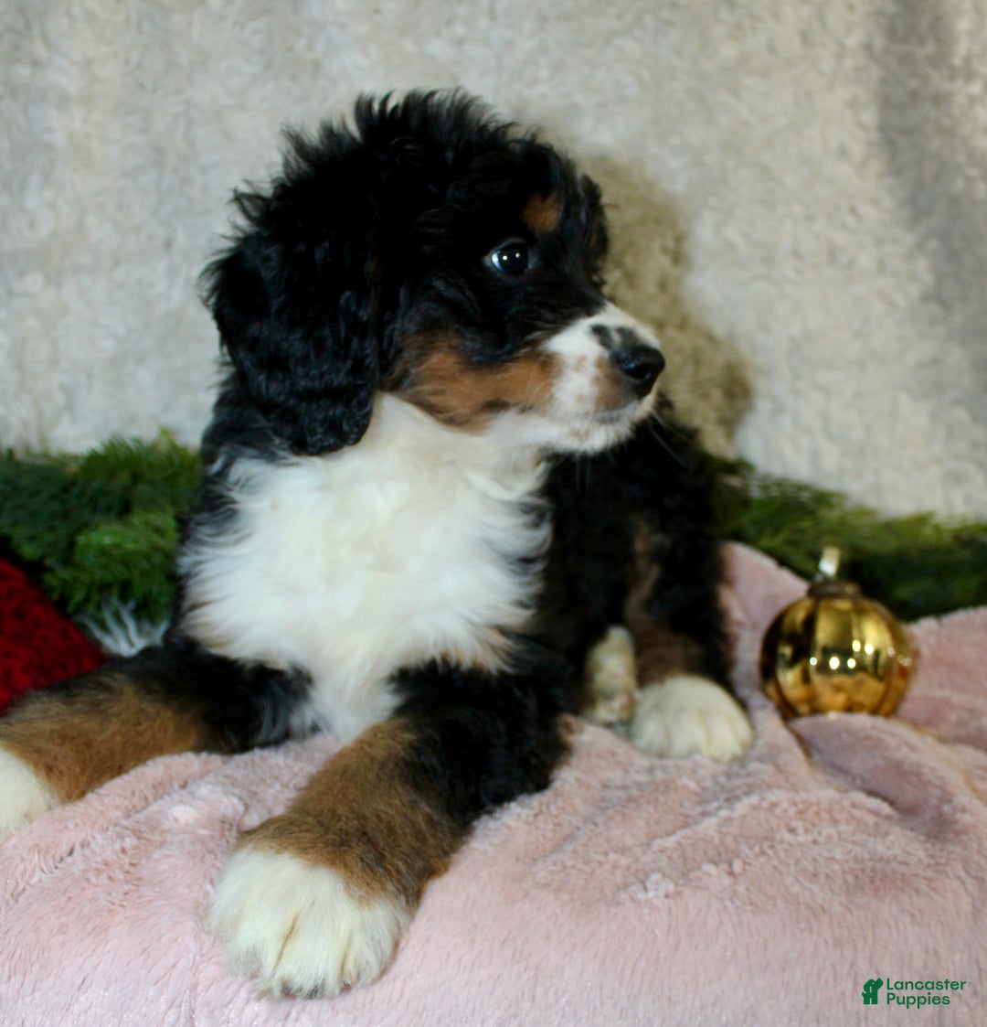 Bernedoodle dogs for sale: Rosie - Ad 7