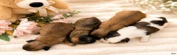 Yorkshire Terrier dogs for sale: Teacup Yorkshire Terrier 4 - Ad 3