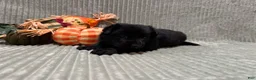German Shepherd dogs for sale: Sheba - Ad 9